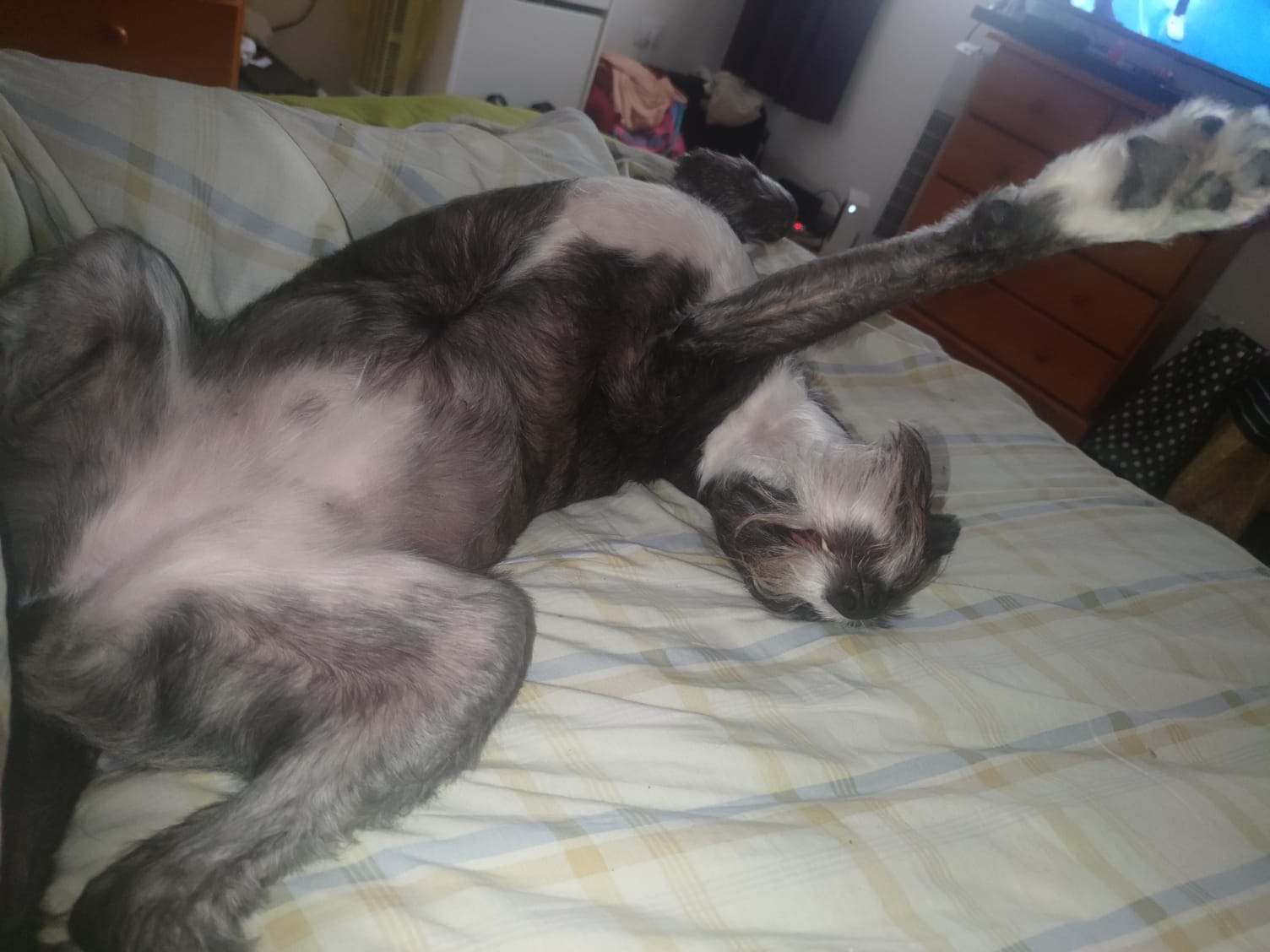 Cuidado de mascota a domicilio